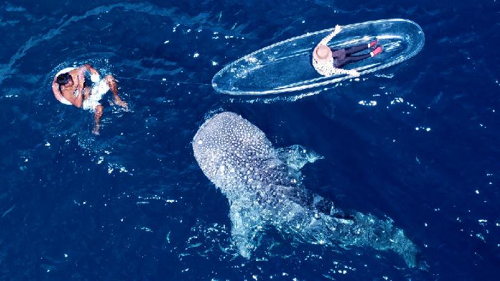 Tempat Wisata Berenang Bersama Hiu Dan Paus Di Gorontalo